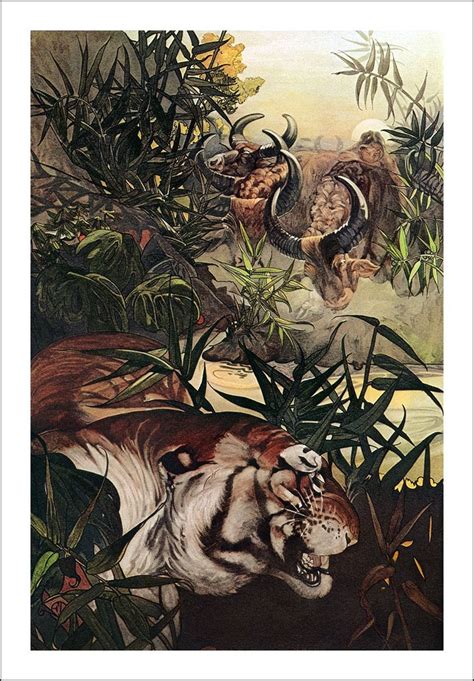 Jungle Book by Rudyard Kipling, illustrations M. & E. Detmold ~ London: Macmillan 1908 ...