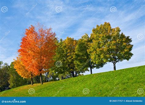 Colourful Autumn Trees stock image. Image of foliage - 26517757