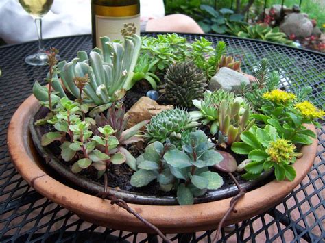 Create Indoor Succulent Garden - Best Garden Ideas