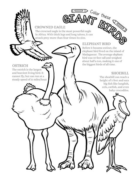 Giant bird coloring page – Mongabay Kids