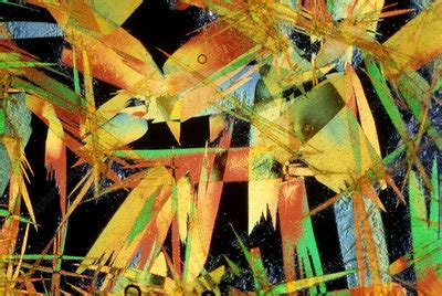 Light micrograph of picric acid crystals - Stock Image - A600/0617 - Science Photo Library