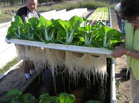 How Home Aquaponics Can Deliver A Perpetual Supply Of Food | Hydroponics, Backyard aquaponics ...