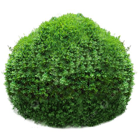 Boxwood Shrub Hedge Bush Material Elements For 3d Transparent Design ...