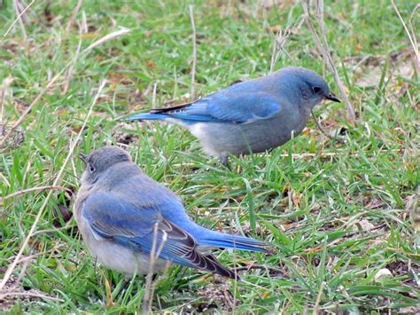 North-Central Texas Birds - Mountain Bluebird