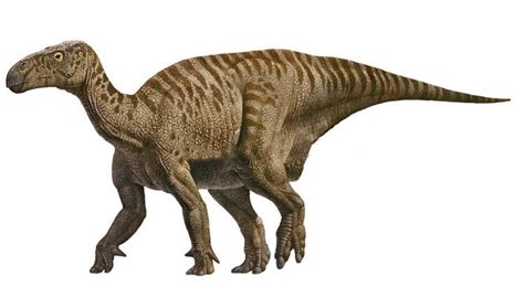 Iguanodon Pictures & Facts - The Dinosaur Database