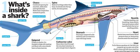 Shark Anatomy. | Fisiología, Infografia de animales, Anatomía animal