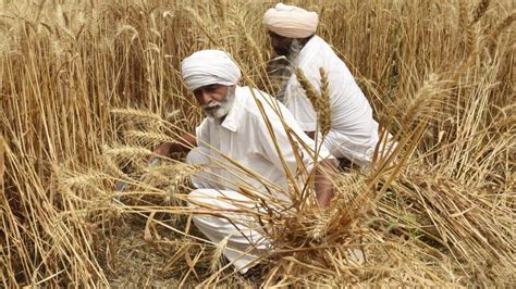 Ukraine war: Global wheat prices jump after India export ban - BBC News