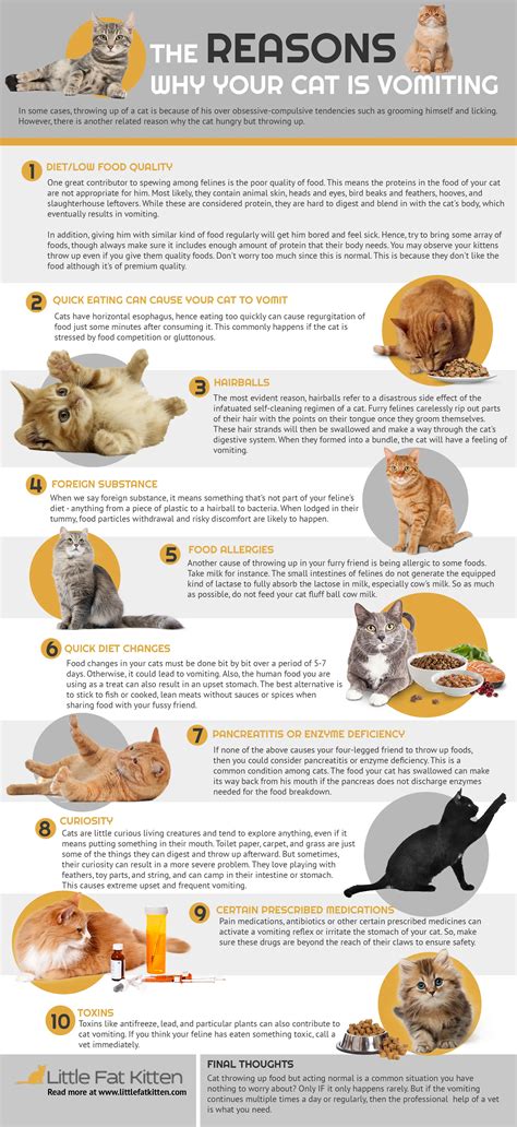 The Reasons Why Your Cat Is Vomiting