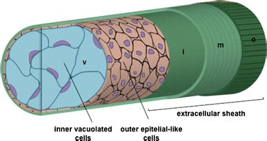 The notochord: structure and functions | SpringerLink