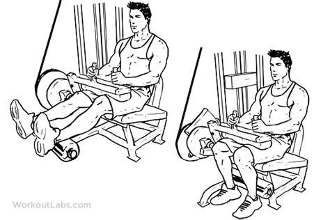 Seated Leg Curls | Illustrated Exercise guide - WorkoutLabs