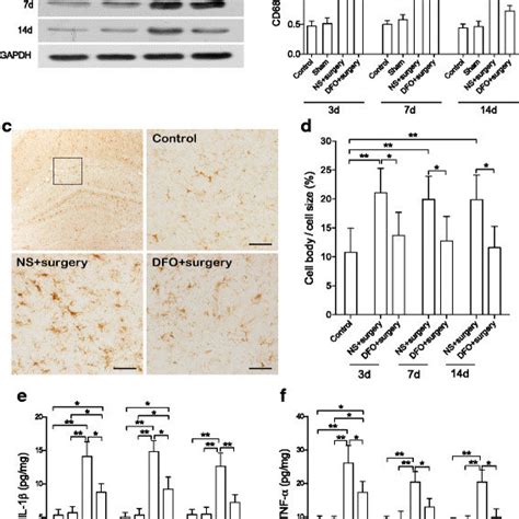 Primary antibodies for western blot | Download Table