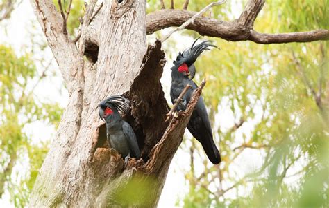 Papua New Guinea Birding Tour - Ecotour | Naturalist Journeys