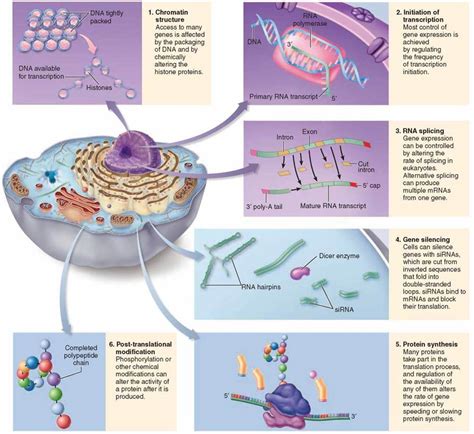 Regulation Of Gene Expression In Eukaryotes