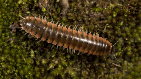 Swiftie scientist names millipede species after Taylor Swift | Live Science