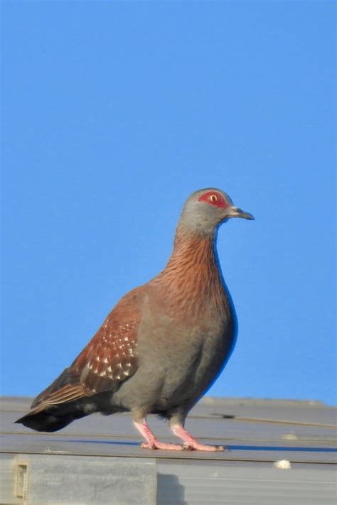 Columbidae Doves - Adelaide Ornithologists' Club