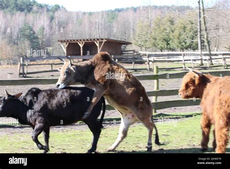 A closeup of cattle mating on a farm on a sunny day Stock Photo - Alamy