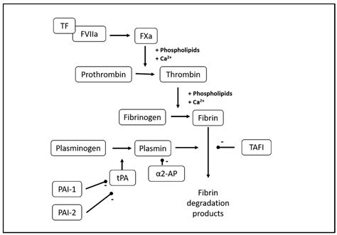 Fibrin Clot Formation and Lysis in Plasma