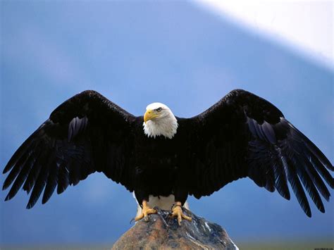 Wingspan Bald Eagle Wallpapers | HD Wallpapers | ID #4865