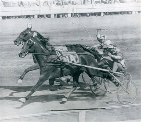 Harness Racing 1955 | Harness racing, Standardbred racing, Horses