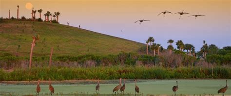 ACTIVITIES AT THE CELERY FIELDS - Sarasota Audubon | Sarasota, Florida