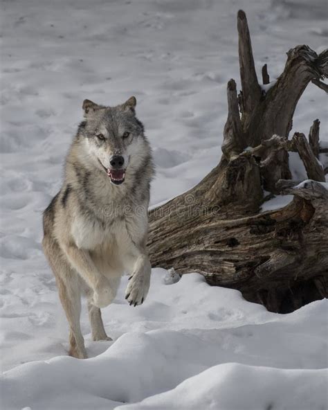 Wolf playing in the snow. stock image. Image of lupus - 112994897