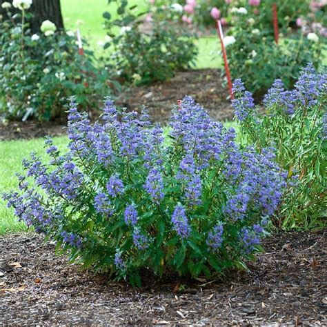 Top 15 Small Shrubs for Small Spaces - Birds and Blooms