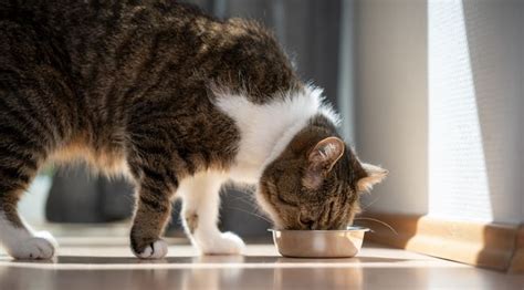 The 5 Best Low Phosphorus Cat Food to Slow Kidney Disease