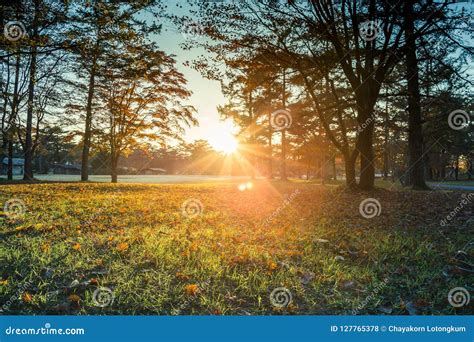 Fall Autumn Leaves on Trees in Japan Stock Photo - Image of ...