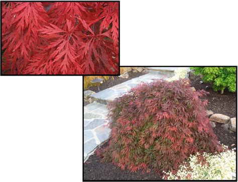 ORANGEOLA JAPANESE MAPLE – Hinsdale Nurseries – Welcome to Hinsdale Nurseries