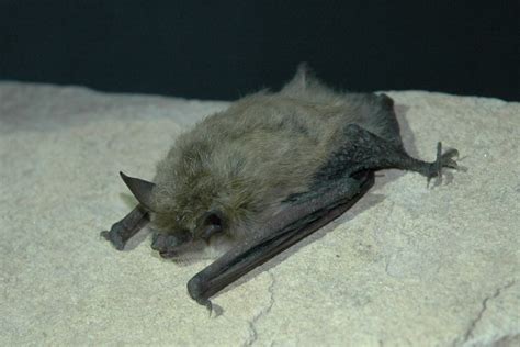 MYYU_ | Myotis yumanensis Photo Credit: Dan Neubaum | NABat | Flickr