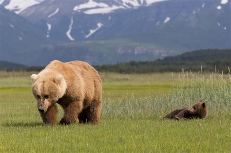 Jeremy Bears: Brown Bears, Hallo Bay, Katmai National Park, July 2013