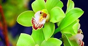 Green Orchids | A1 Pictures