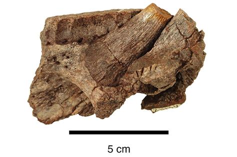 25 Years of Fossil Collecting Yields Clearest Picture Yet of Extinct 12 ...