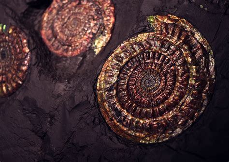 psiloceras planorbis (Ammonite Fossil) | A large and wondrou… | Flickr