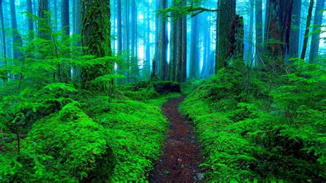 Abandoned walkway in the green forest 2K wallpaper download