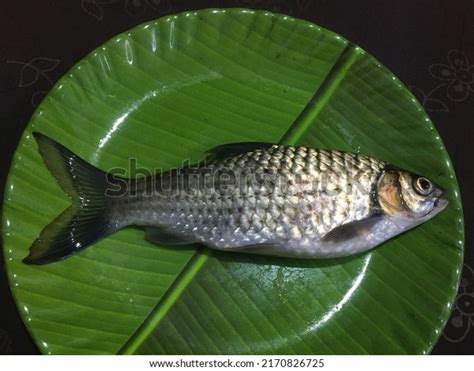 1,173 Kerala River Fish Images, Stock Photos & Vectors | Shutterstock