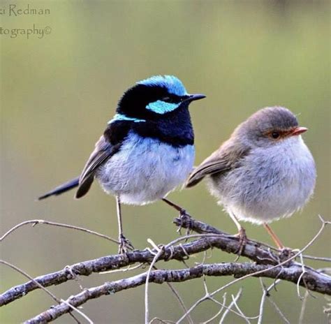 Male and female superb fairy wrens https://www.facebook.com/photo.php?fbid=10205010470654388 in ...