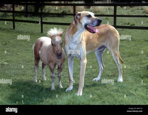 Great Dane dog and Falabella horse Photo by Terry Fincher Stock Photo ...