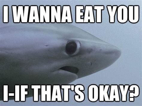 Pin by Laina Rae on Absolute Adorableness | Sharks funny, Shark memes ...