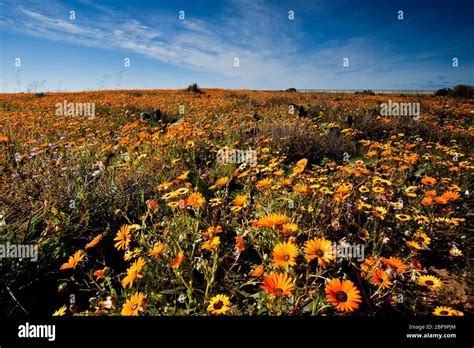 west coast south africa flower landscape the west coast Stock Photo - Alamy