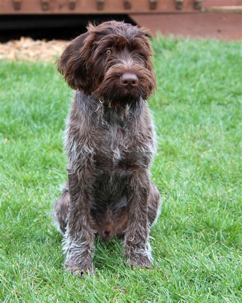 Sitting German Wirehaired Pointer dog photo and wallpaper. Beautiful ...