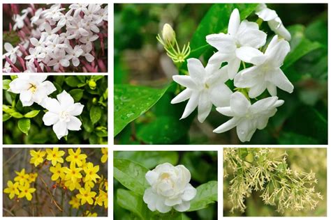 Jasmine Flower Plant