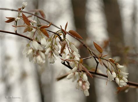 April 1: Allegheny Serviceberry | GARDENOPOLIS Cleveland