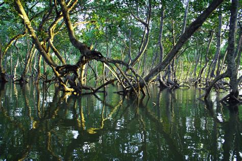 Mangrove in the Desert: Thriving Effort to Combat Climate Change | Nature World News