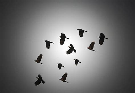 Black Birds Flying Stock Photos, Pictures & Royalty-Free Images - iStock