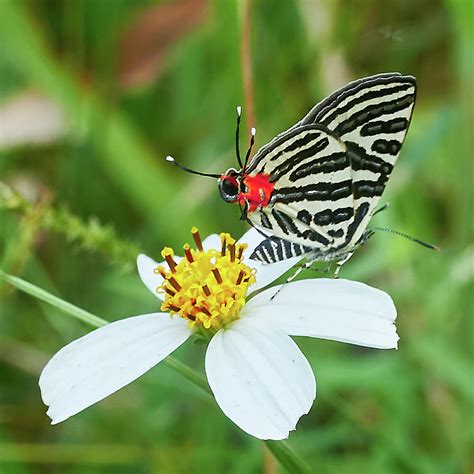 Butterfly Mimicry Photograph by Tony Prince - Fine Art America