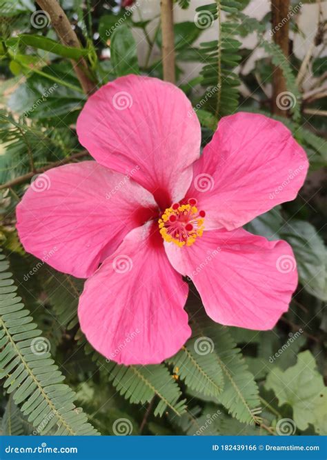 Indian Hibiscus Flower, State of Assam, Jorhat Stock Photo - Image of india, beautiful: 182439166