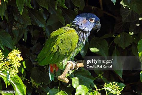 20 Blue Headed Pionus Stock Photos, High-Res Pictures, and Images ...