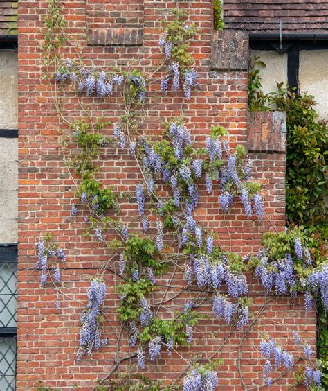 Best flowering climbers: 10 top flowering climbing plants | Homes & Gardens