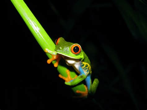 Red-eyed Tree Frogs sleep by day and rely on their green colouration as ...